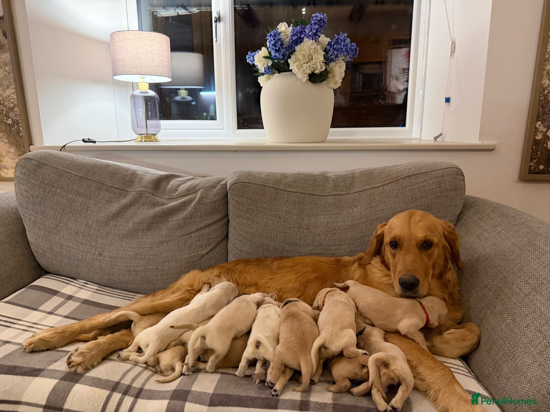 Golden Retriever dogs Exceptionally bred golden Retriever Puppies - Advert 8