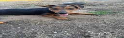 Mixed Breed dogs for sale: Character full beautiful boy  - Advert 3