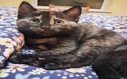 Mixed Breed cats for sale: Beautiful kittens - Advert 3