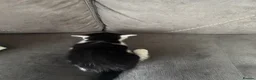 Mixed Breed cats for sale: kittens - Advert 7