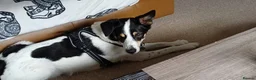 Mixed Breed dogs for adoption: Meet Loki, currently residing in Middlesbrough  in Middlesbrough - Advert 5