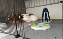 Angora rabbits for sale: Full Faced Angora picked for temprement - Image 4