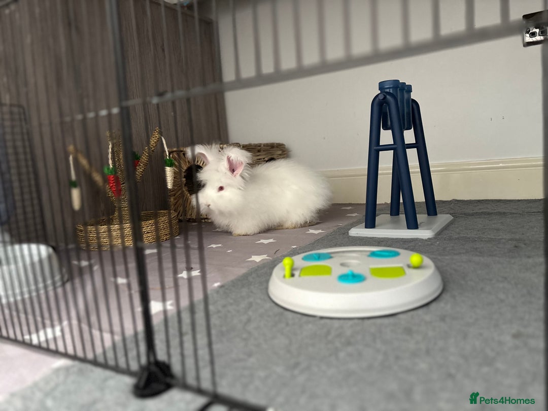 Angora rabbits for sale: Full Faced Angora picked for temprement - Image 4