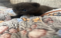 British Shorthair cats for sale: Beautiful British shorthair champion bloodlines - Image 21