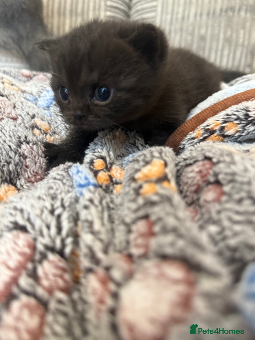 British Shorthair cats for sale: Beautiful British shorthair champion bloodlines - Image 21
