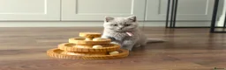 British Shorthair cats for sale: 🧸Teddy Bear Lilac/Blue British Shorthair Kittens✨ - Advert 31