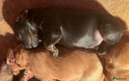 Cockapoo dogs for sale: 8 gorgeous Cockapoos  - Image 21