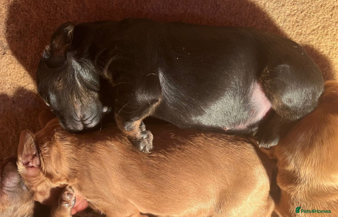 Cockapoo dogs for sale: 8 gorgeous Cockapoos  - Image 21