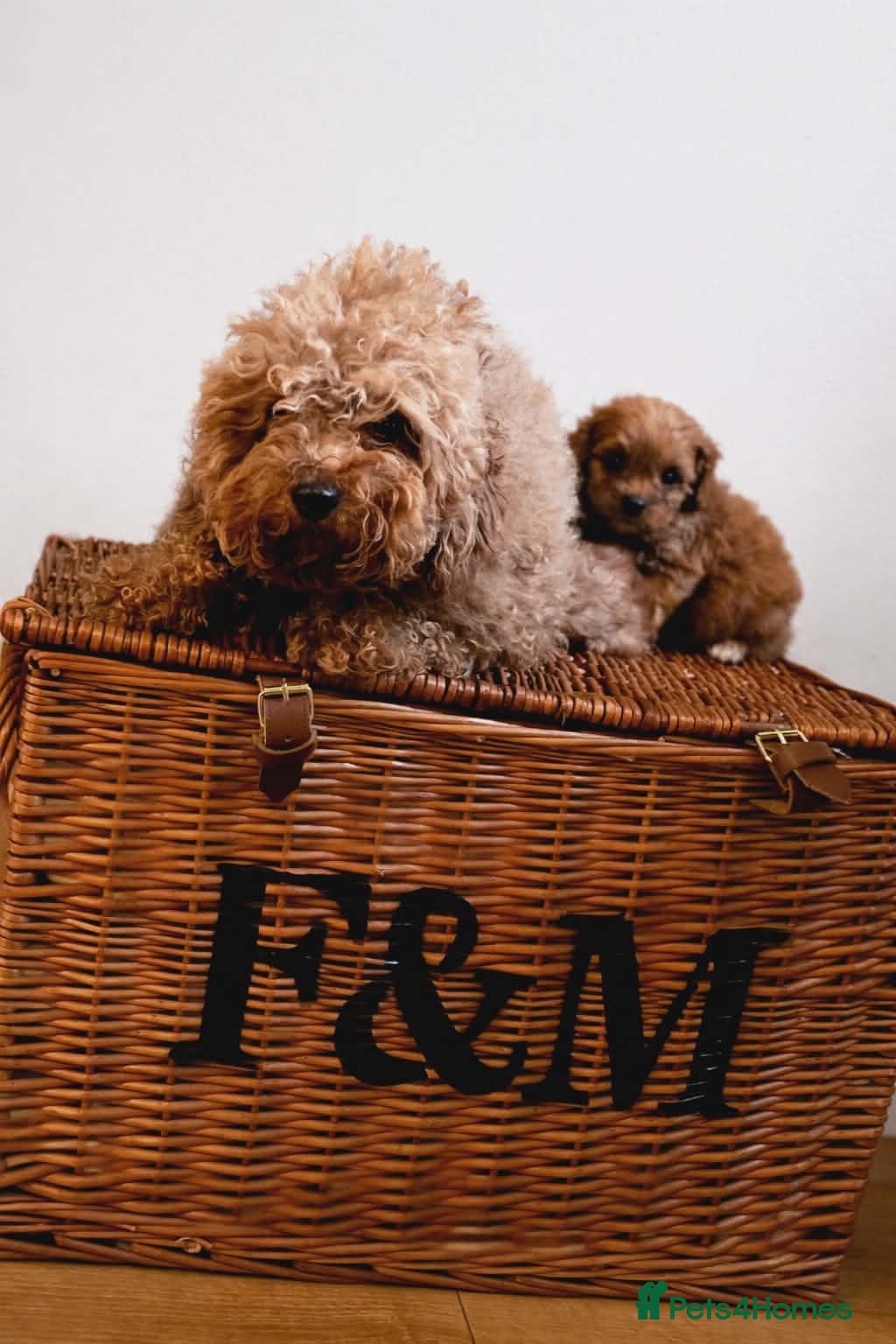 Cavapoo dogs Beautiful Cavapoo puppies available  - Advert 6