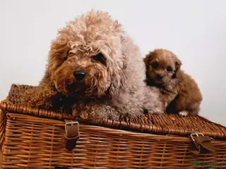 Cavapoo dogs Beautiful Cavapoo puppies available - Advert 6
