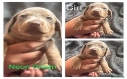 Dachshund dogs for sale: Beautiful dachshund puppies  - Image 21