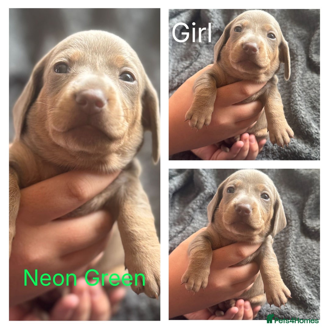 Dachshund dogs for sale: Beautiful dachshund puppies  - Image 21