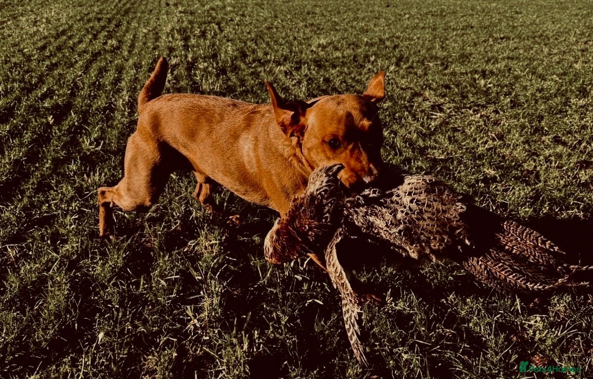 Labrador Retriever dogs KC FTCH WORKING FOX RED LABRADOR’S - Advert 1