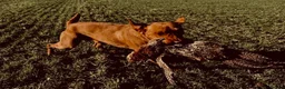 Labrador Retriever dogs for sale: KC FTCH WORKING FOX RED LABRADOR’S - Advert 3