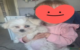 Maltese dogs for sale: Maltese puppy famale - Image 2