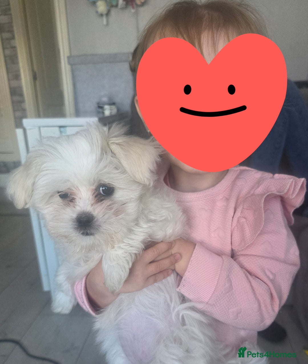 Maltese dogs for sale: Maltese puppy famale - Image 2