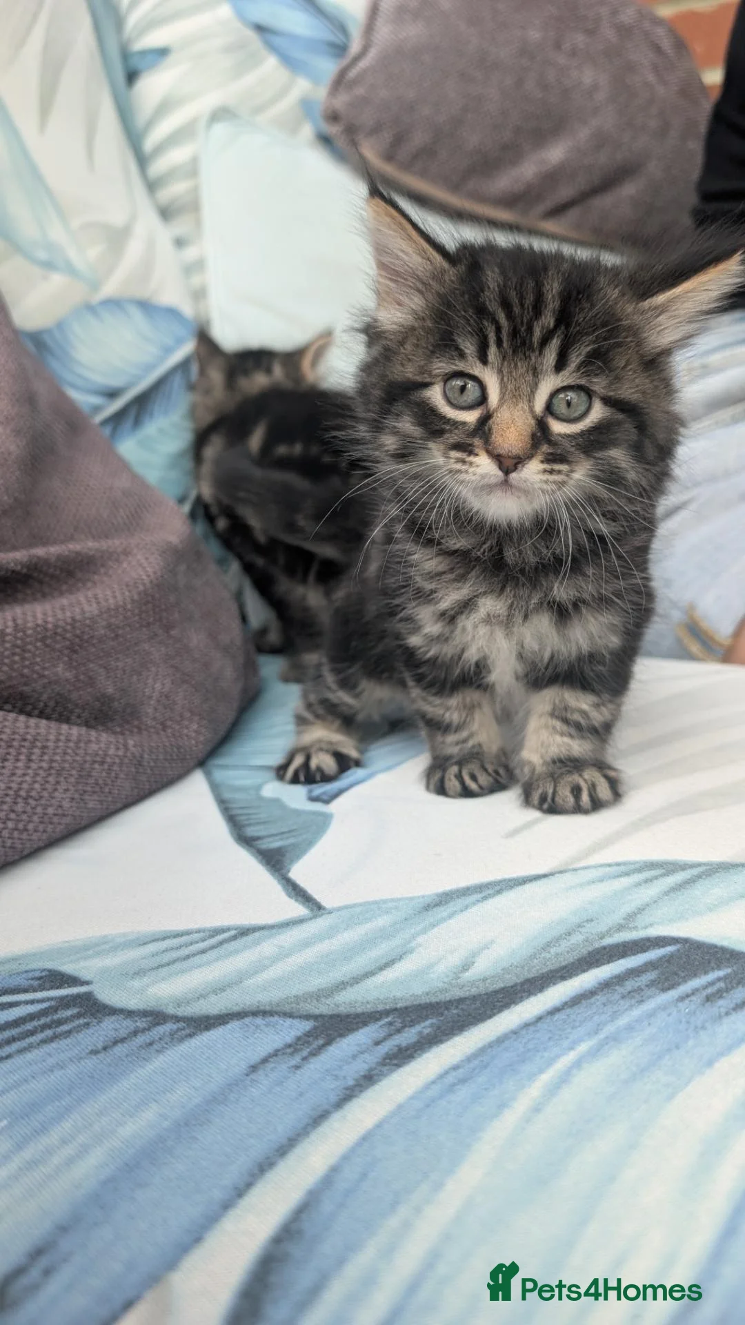 Mixed Breed cats for sale: Beautiful litter of 4 - Advert 2
