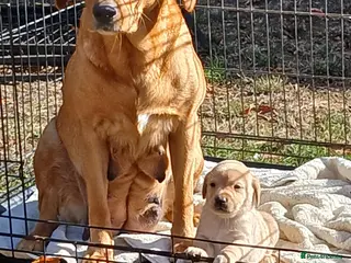 Labrador Retriever dogs KC Labrador pups - Advert 17