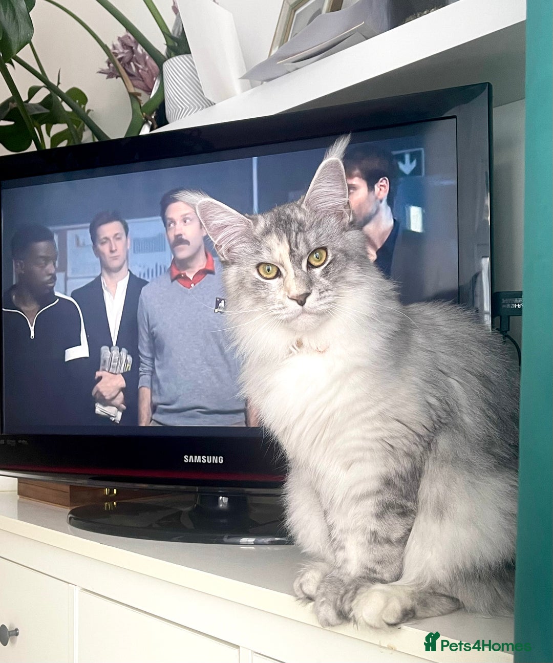 Maine Coon cats for sale: 💛LAST Sweet MaineCoons looking for forever home💛 - Advert 11