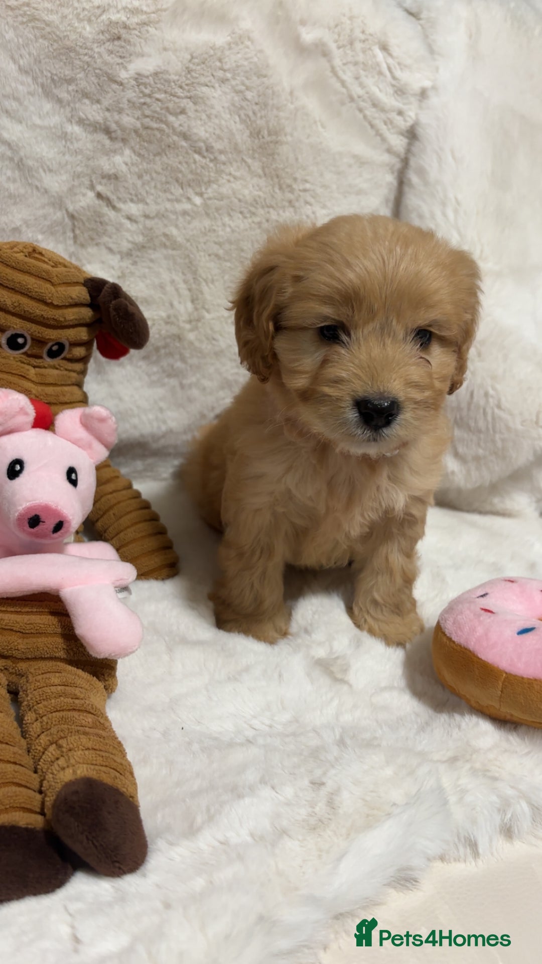 Cockapoo dogs for sale: Golden F1 cockpoo puppies  - Advert 2