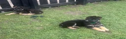 German Shepherd dogs for sale: 🐾Ready to leave Kc reg German shepherd puppies🐾 - Advert 6