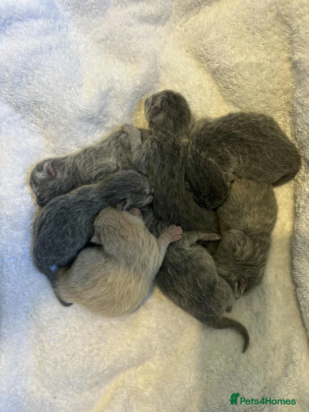 British Shorthair cats for sale: ⭐️British Shorthair GCCF ⭐️ Ready April - Advert 1