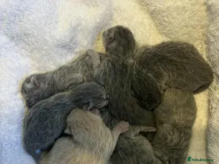 British Shorthair cats ⭐️British Shorthair GCCF ⭐️ Ready April - Advert 2