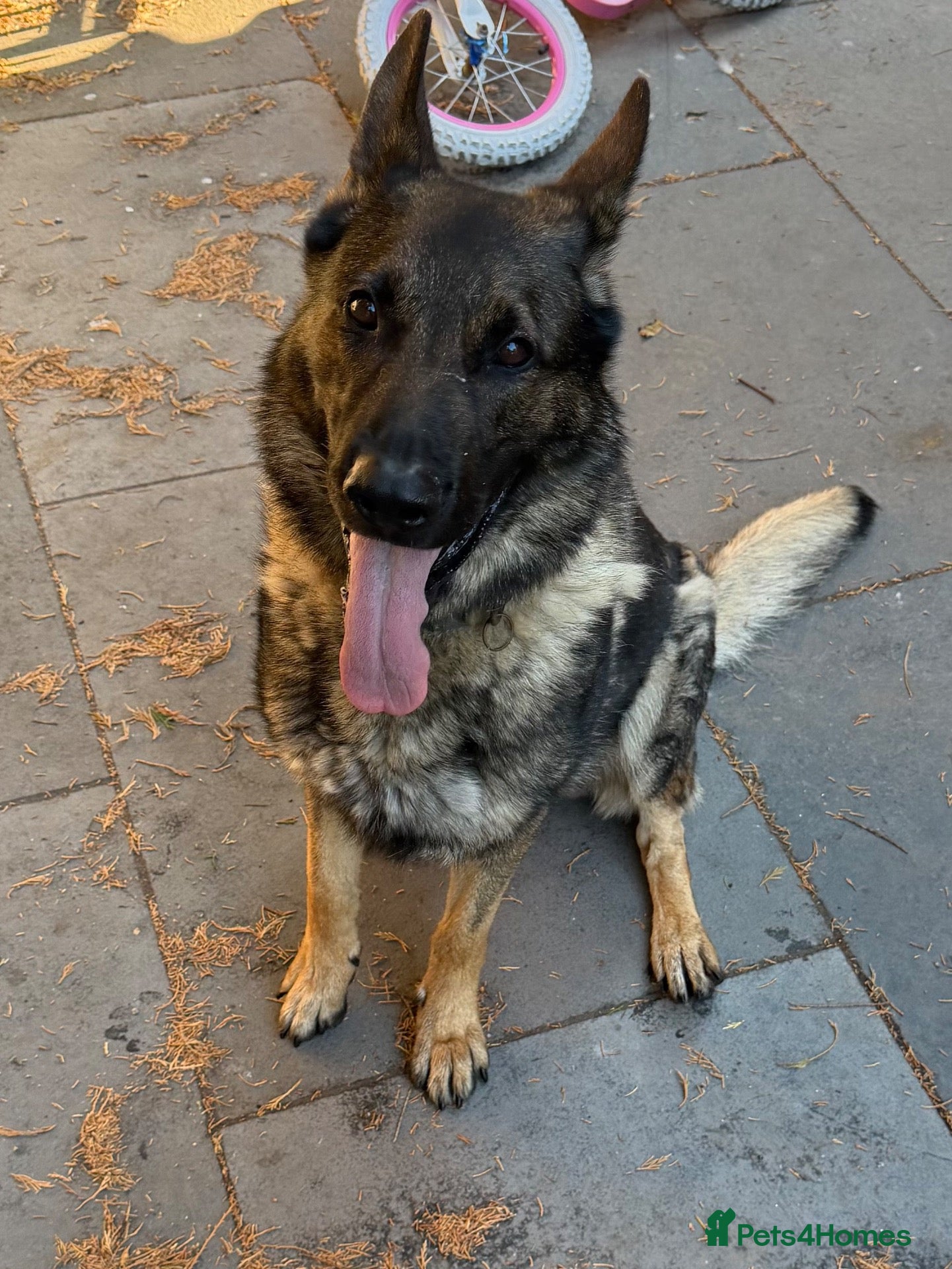 German Shepherd dogs 4-year-old German Shepherd - Advert 2