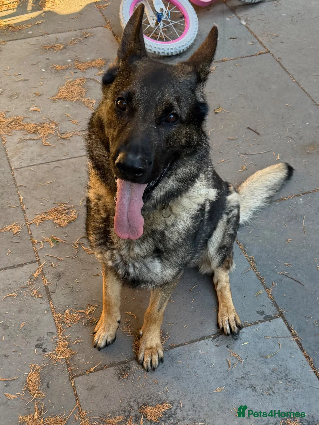 German Shepherd dogs for sale: 4-year-old German Shepherd - Advert 1