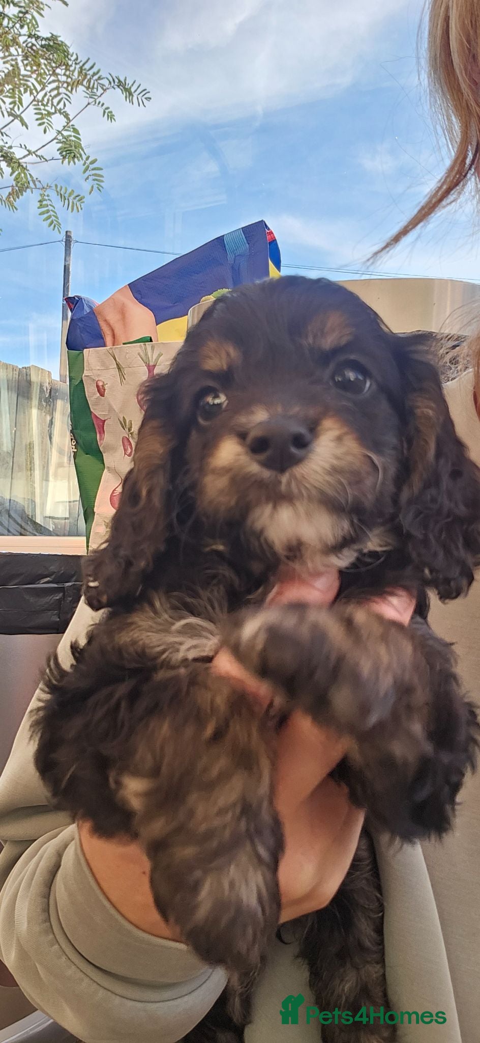 Cockapoo dogs Beautiful Litter of Stunning Cockerpoo Puppies - Advert 2
