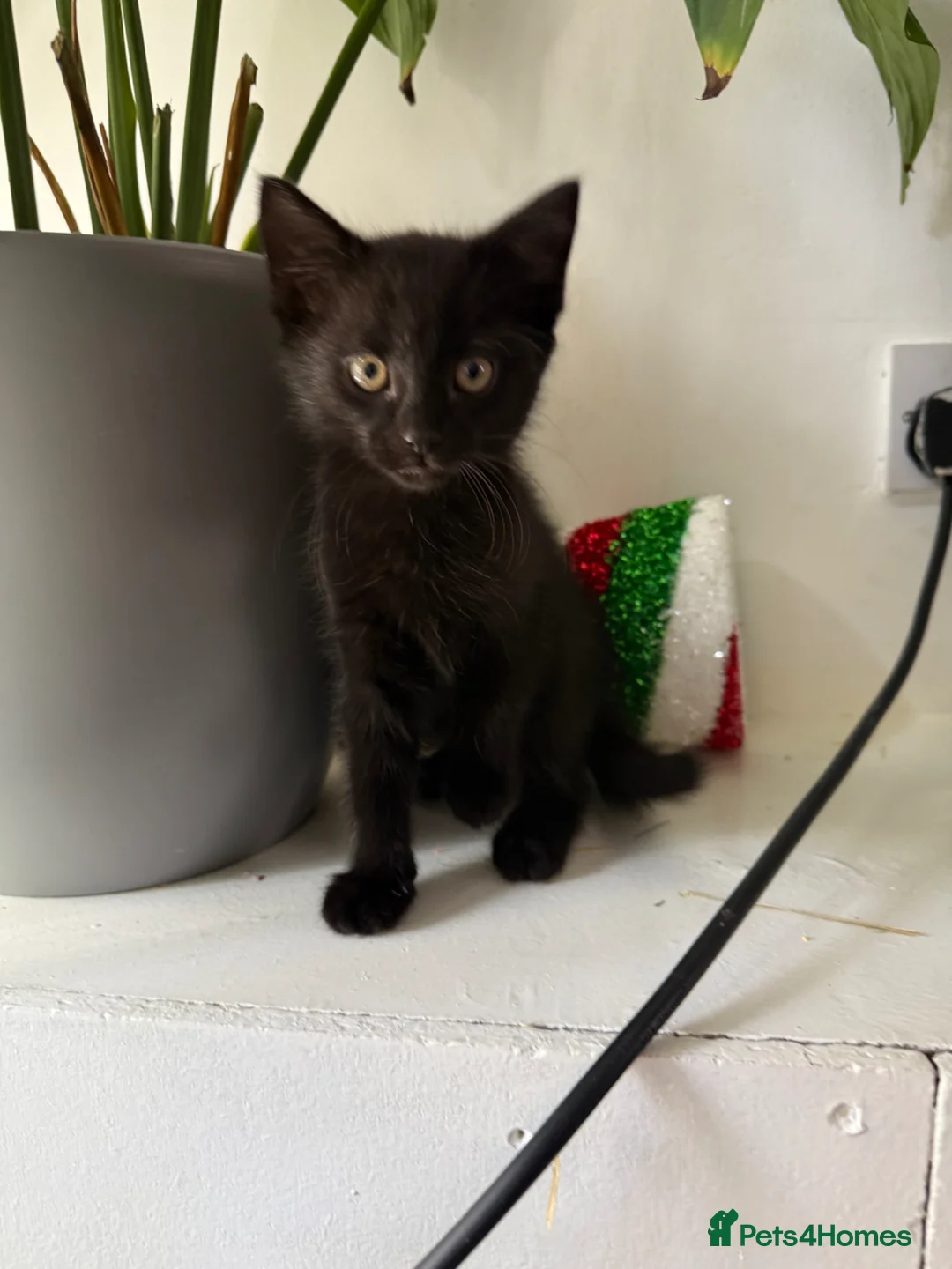 Mixed Breed cats for sale: Kittens - Advert 2