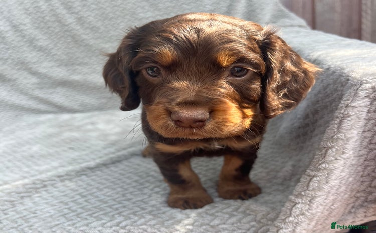 Cocker Spaniel dogs - Advert 2
