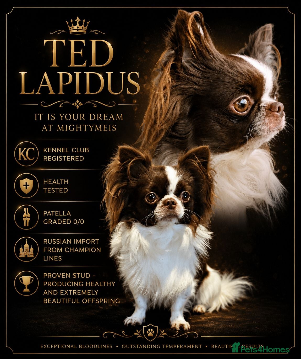 Chihuahua dogs KC reg-Heath Tested-Proven Stud - Advert 22