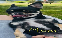 Chihuahua dogs for sale: Pure bred Chihuahua puppies - Image 32