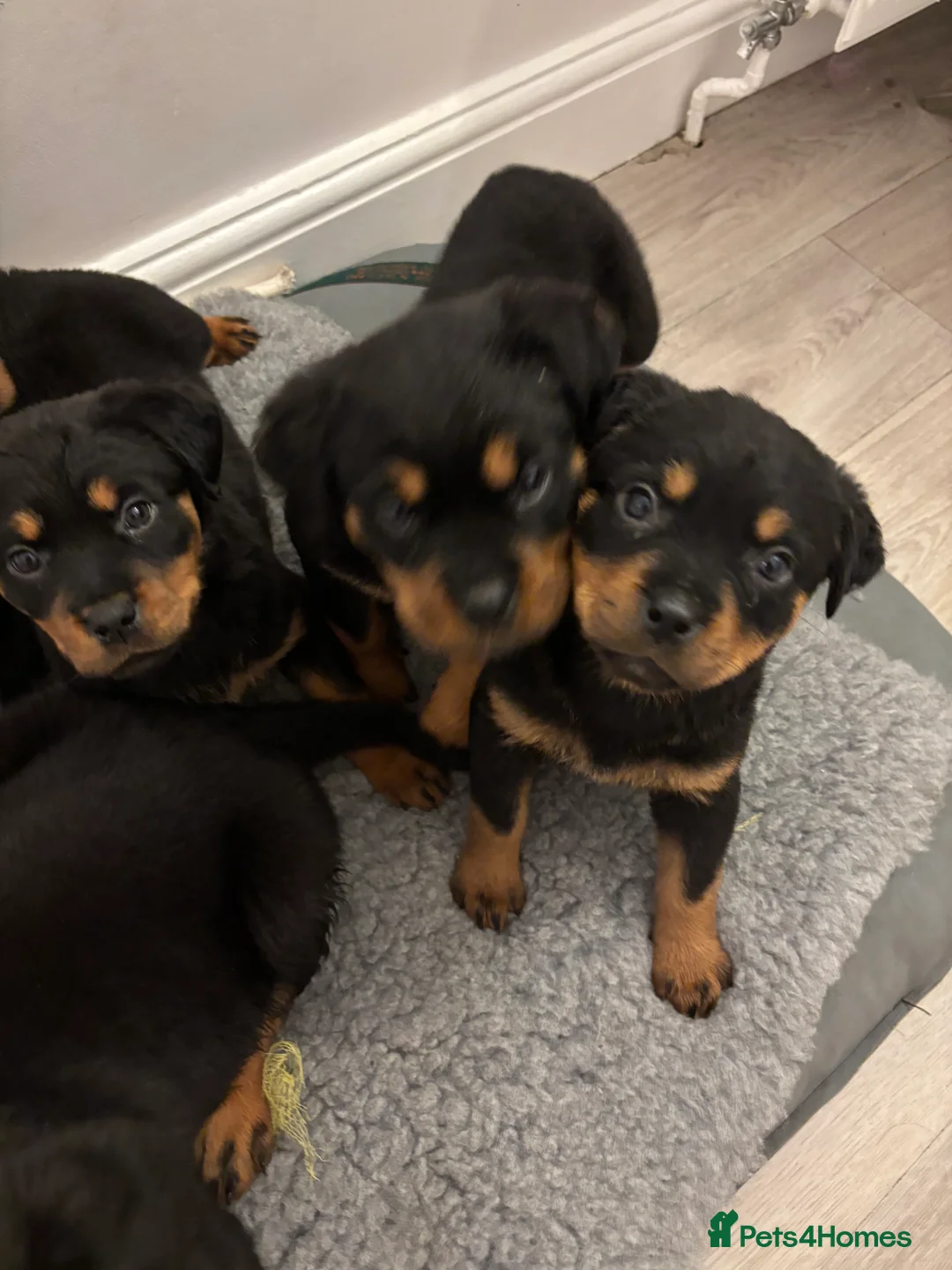 Rottweiler dogs for sale: 🐾🐶 beautifulRottweiler puppies 3 Girls Left🐶🐾 - Advert 4