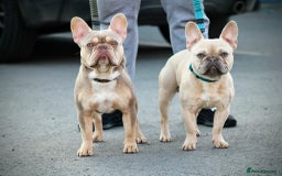 French Bulldog dogs for stud: Now FBCE GOLD! x OFFER- Fertility package inc in Matlock - Image 7