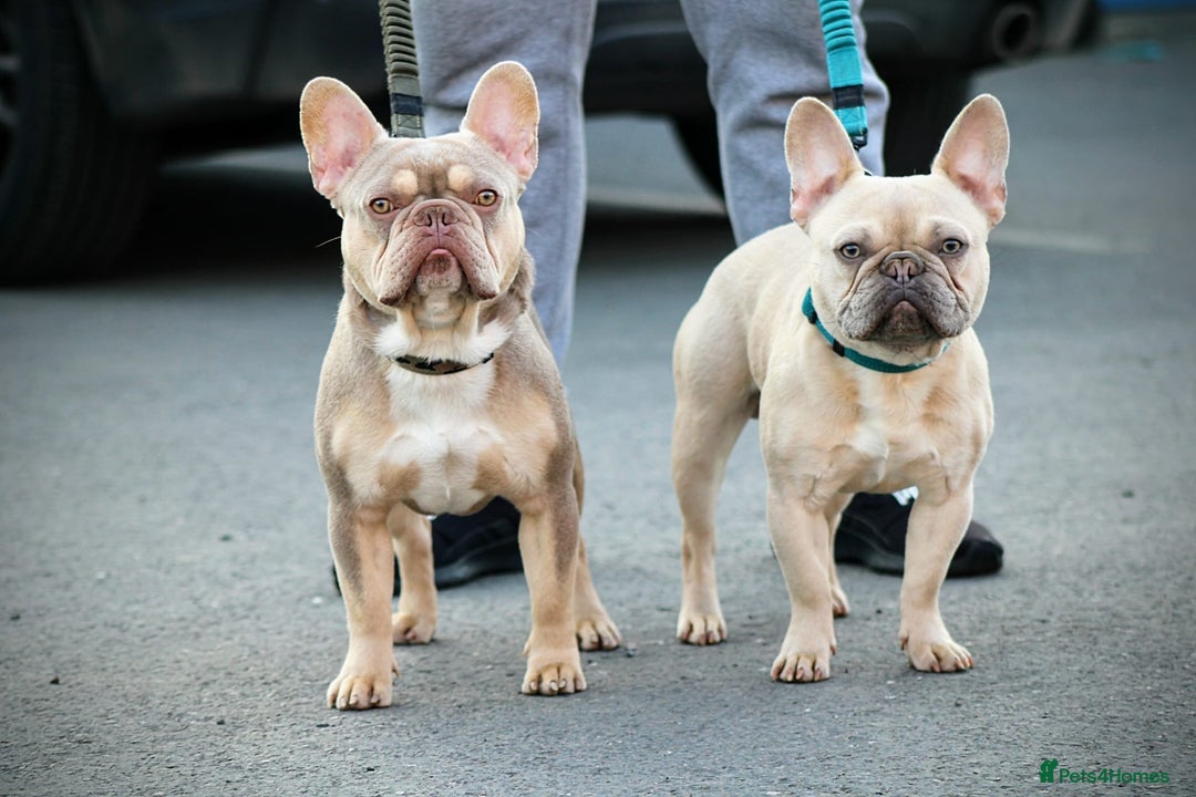 French Bulldog dogs for stud: Now FBCE GOLD! x OFFER- Fertility package inc in Matlock - Image 7