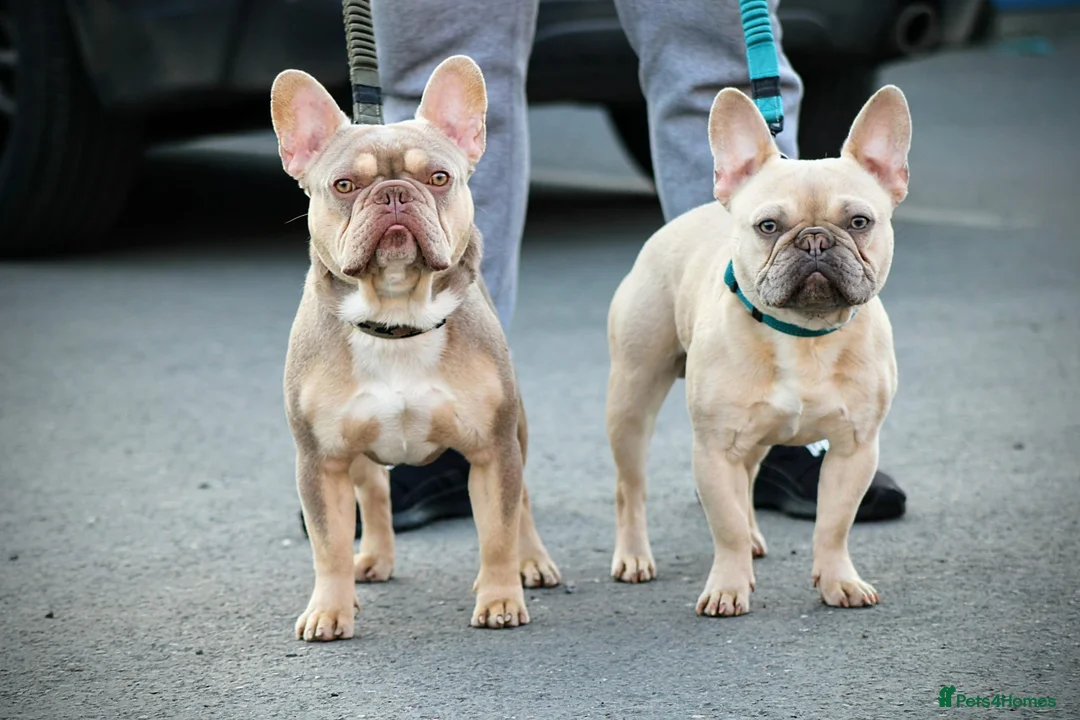 French Bulldog dogs for stud: Now FBCE GOLD! x OFFER- Fertility package inc - Advert 7