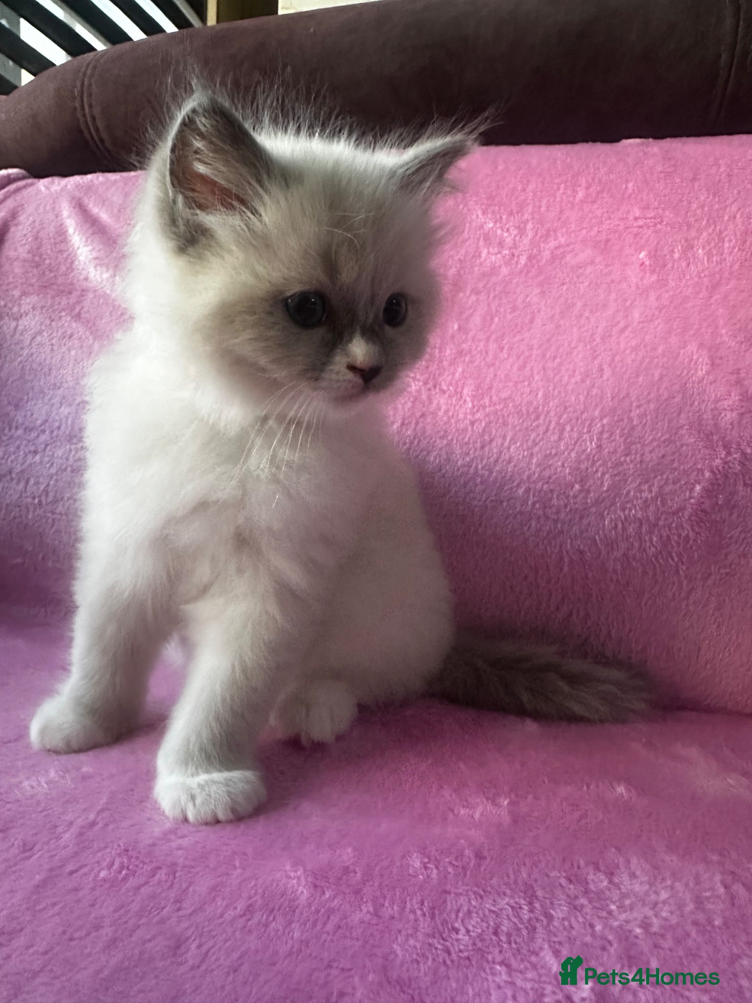 Ragdoll cats for sale: Beautiful Purebred Ragdoll Kittens - Advert 11