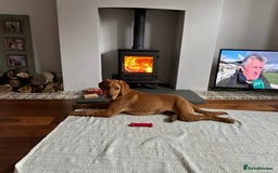 Labrador Retriever dogs for stud: 3 year old Fox Red Labrador Stud KC Registered  in Henley-on-Thames - Image 5
