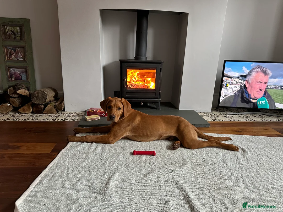 Labrador Retriever dogs for stud: 3 year old Fox Red Labrador Stud KC Registered  in Henley-on-Thames - Advert 5