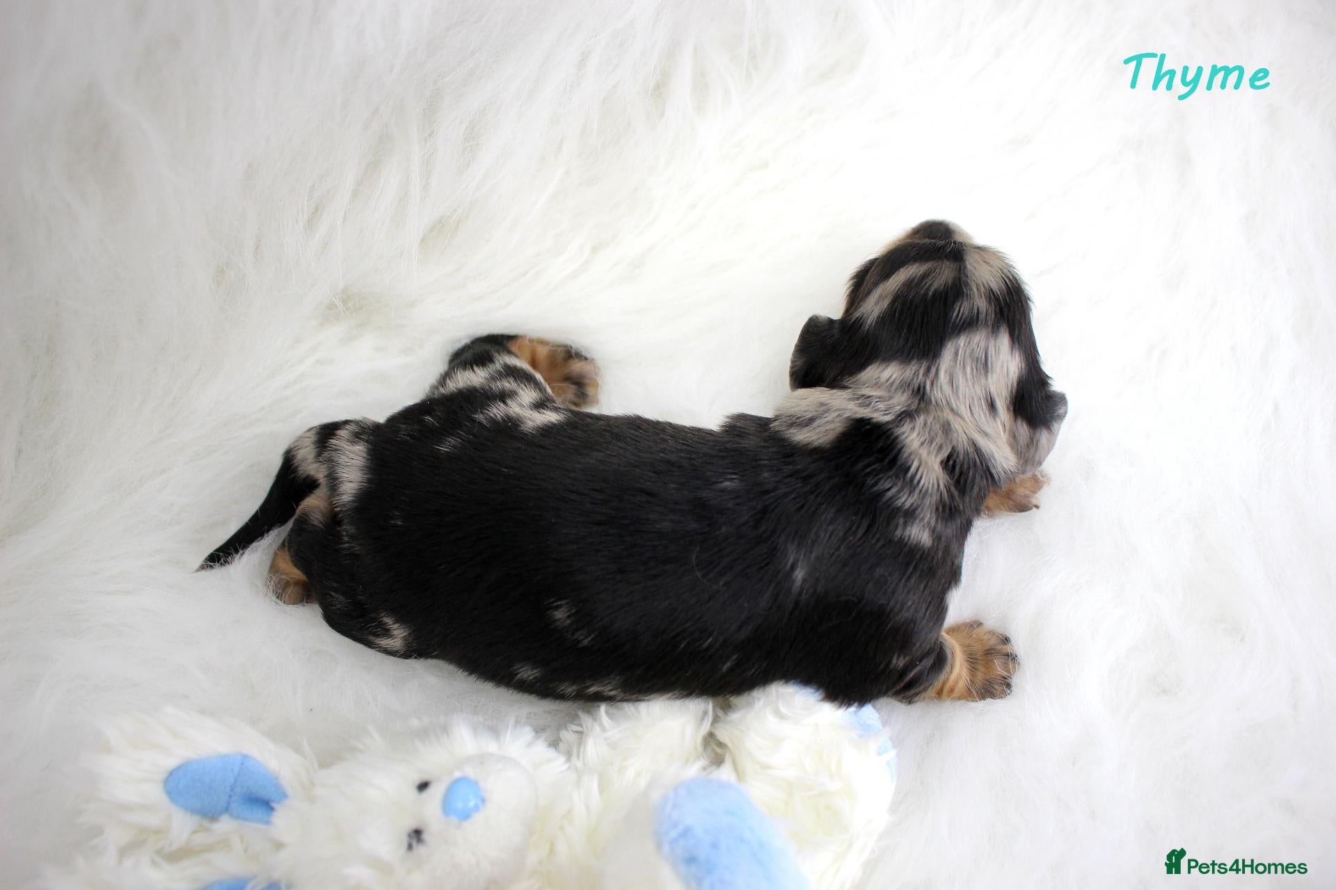 Miniature Dachshund dogs 🌟 Dapple & Black & Tan PRA Clear KC reg Dec 26 🌟 - Advert 1