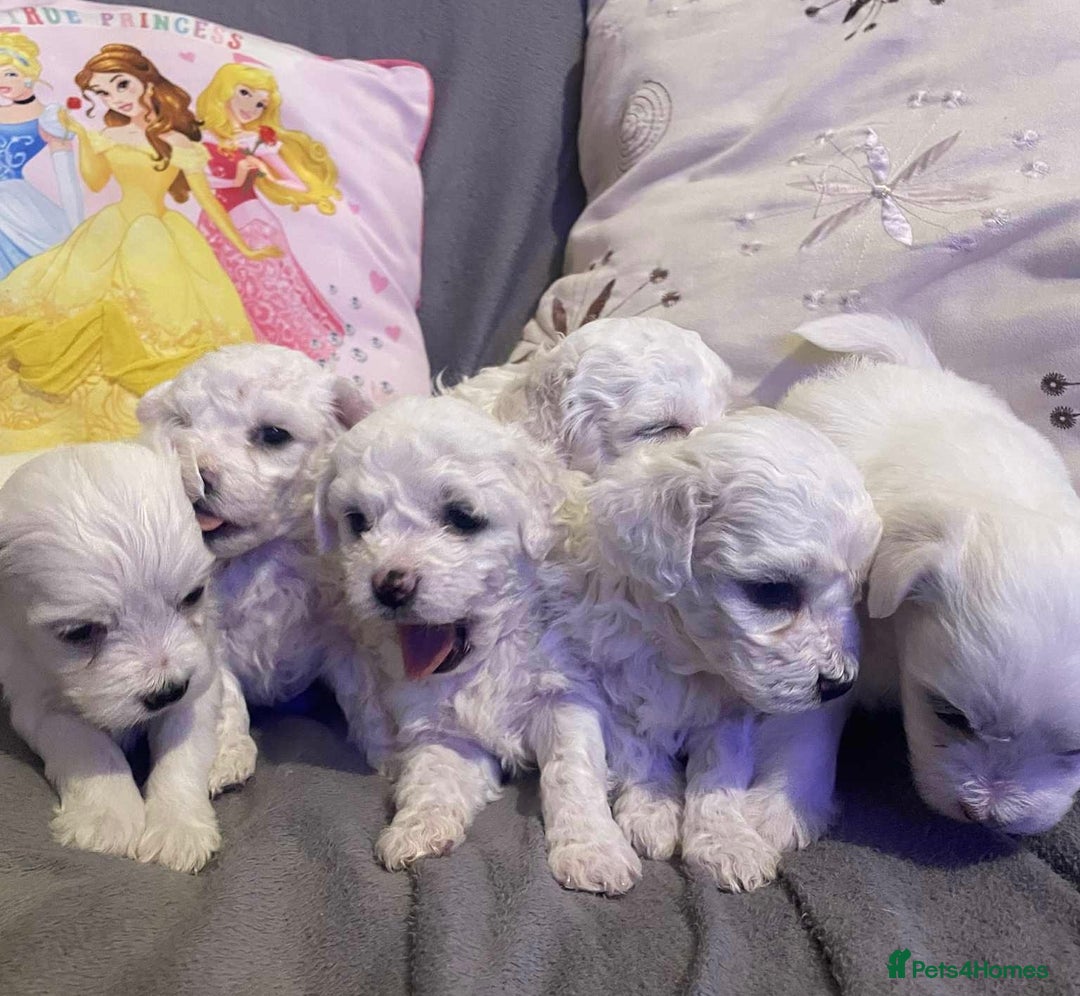 Maltese dogs for sale: Stunning Purebred Maltese Puppies Ready 17th Sept - Image 6