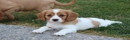 Cockapoo dogs for sale: Beautiful Cockerlierpoo puppies for sale - Advert 30