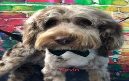 Cockapoo dogs for sale: Stunning Cockapoos looking for their new homes - Advert 10