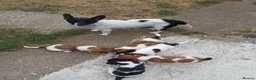 Jack Russell dogs for sale: 5 Gorgeous Juck Russel Puppies for sale  in London - Advert 1