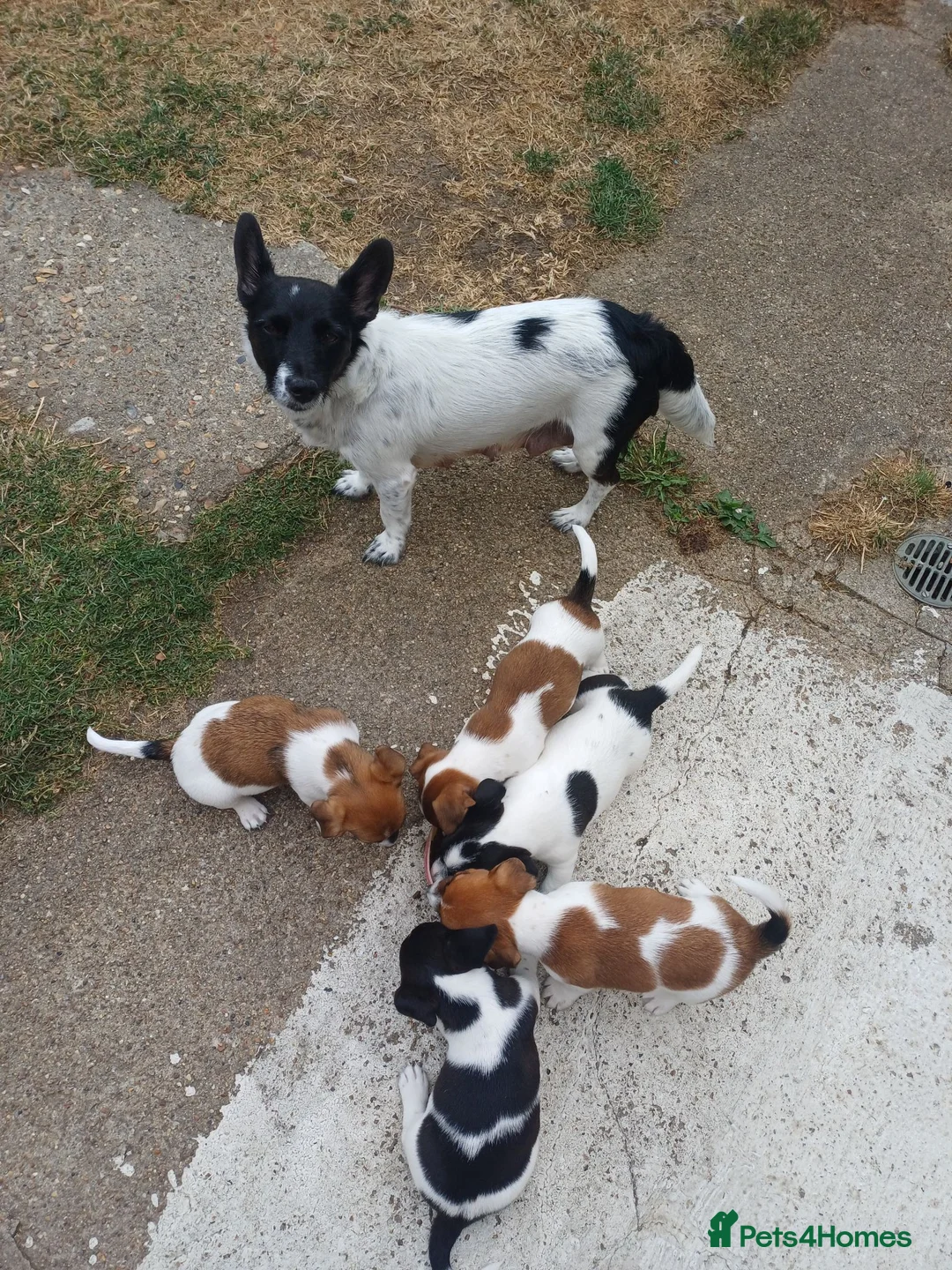 Jack Russell dogs for sale: 5 Gorgeous Juck Russel Puppies for sale  in London - Advert 1