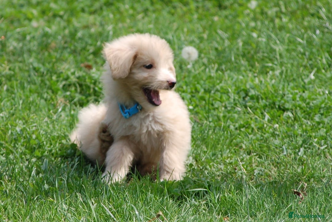 Mixed Breed dogs for sale: F1 Shepadoodle Puppies in Boston - Image 26