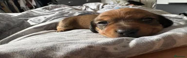 Dachshund 1