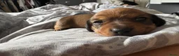 Dachshund dogs for sale: Mini dauchound  - Advert 4
